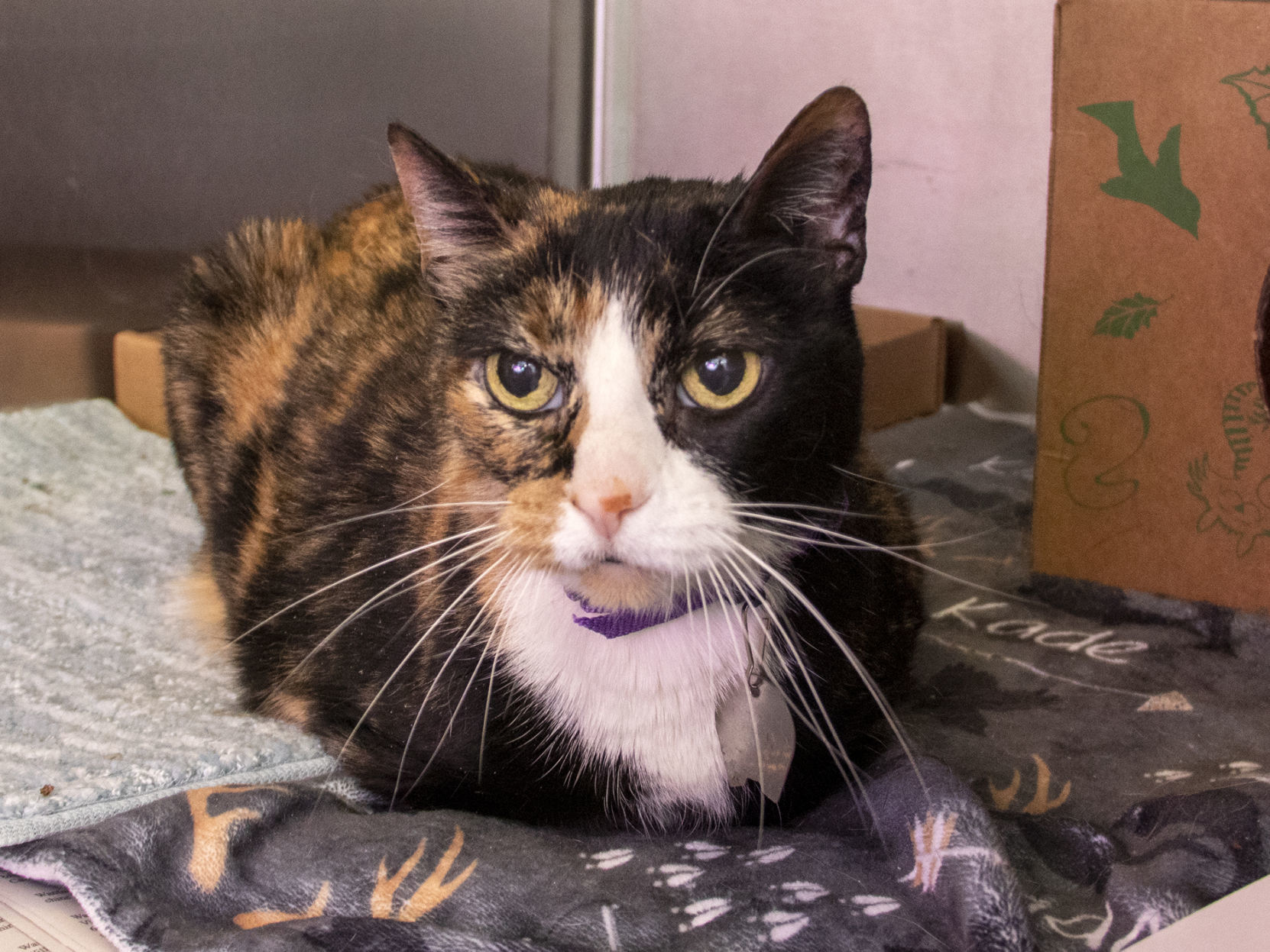 Last week's pet, still available: Princess Meow